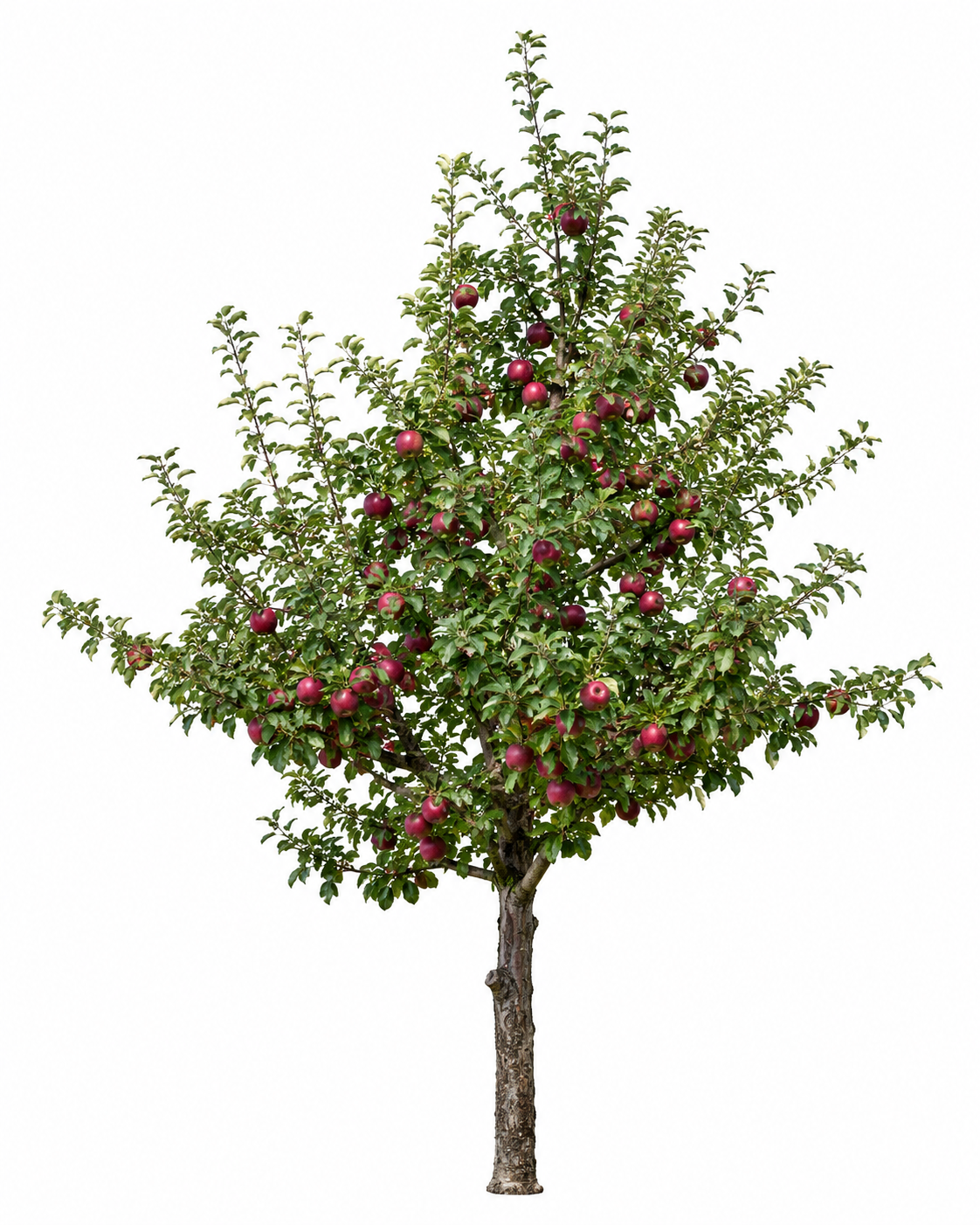 Weirouge Apfelbaum