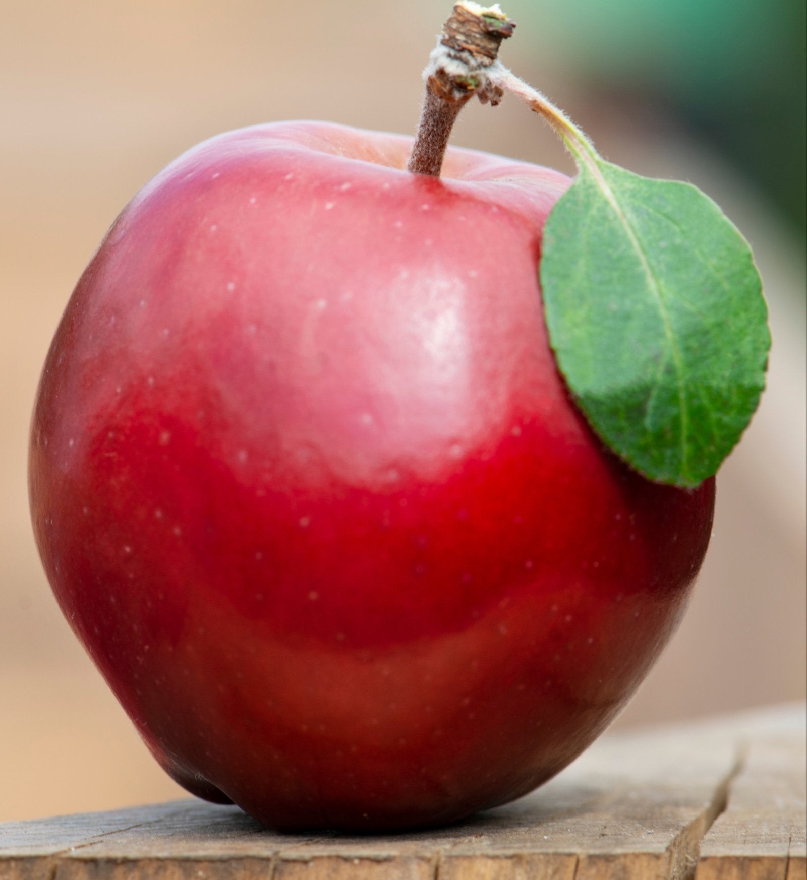 Weirouge Apfel ganz – intensiv rot