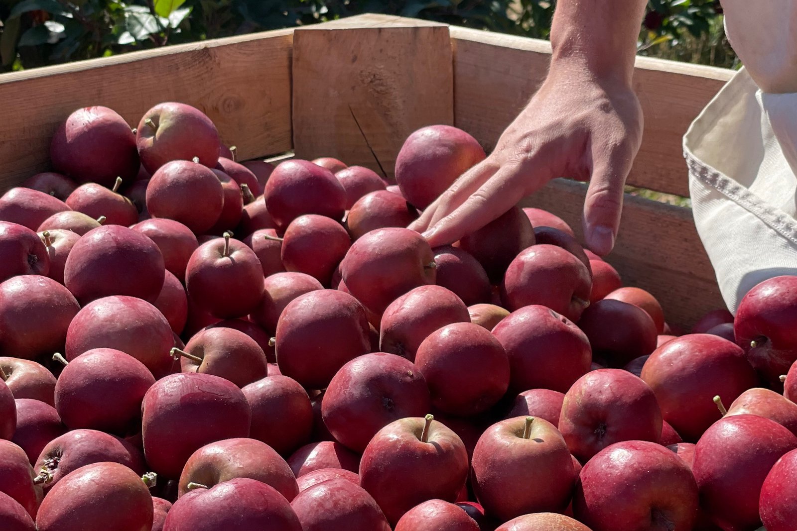 Weirouge Äpfel bei der Ernte im Alten Land